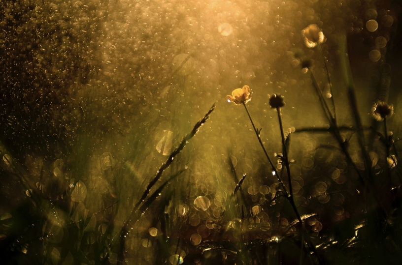 Цитаты про дождь