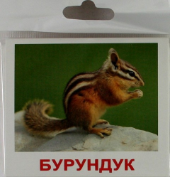 Книга Дикие животные. 160 фактов! 80 заданий и загадок! Набор обучащих карточек. на ReadRate.com книга Дикие животные. 160 фактов! 80 заданий и загадок! Набор обучащих карточек.