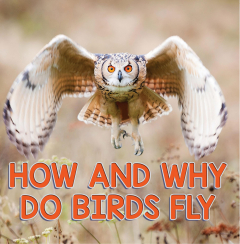 Книга How and Why Do Birds Fly на ReadRate.com книга How and Why Do Birds Fly