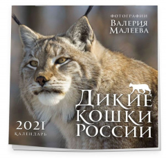 Книга Дикие кошки России. Фотографии Валерия Малеева. Календарь настенный на 2021 год (300х300 мм) на ReadRate.com книга Дикие кошки России. Фотографии Валерия Малеева. Календарь настенный на 2021 год (300х300 мм)