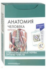 книга Анатомия человека.Спинномозгов.нервы.КАРТОЧКИ (47)