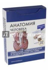 книга Анатомия человека. Иммунная, лимфатическая и эндокринная системы. 32 карточки