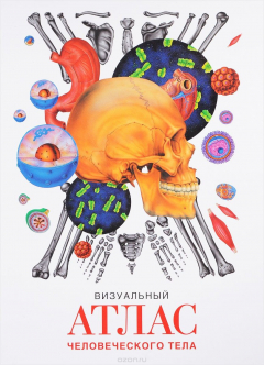 Книга Визуальный атлас человеческого тела на ReadRate.com книга Визуальный атлас человеческого тела