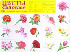 Книга Цветы садовые. Познавательное и речевое развитие на ReadRate.com книга Цветы садовые. Познавательное и речевое развитие