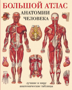 Книга Большой атлас анатомии человека на ReadRate.com книга Большой атлас анатомии человека