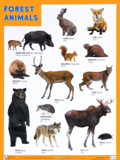 Книга Forest Animals / Лесные обитатели. Плакат на ReadRate.com книга Forest Animals / Лесные обитатели. Плакат