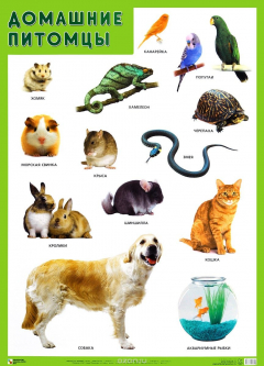 книга Домашние питомцы. Плакат
