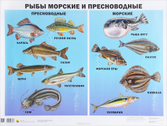 Книга Рыбы морские и пресноводные. Плакат на ReadRate.com книга Рыбы морские и пресноводные. Плакат