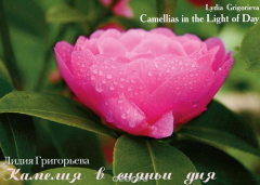 Книга Камелия в сияньи дня / Camellias in the Light of Day (набор из 13 открыток) на ReadRate.com книга Камелия в сияньи дня / Camellias in the Light of Day (набор из 13 открыток)