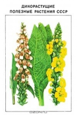 книга Дикорастущие полезные растения СССР