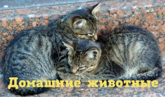 Книга Что делать с черепахой-отморозком? на ReadRate.com книга Что делать с черепахой-отморозком?