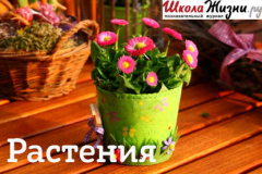 Книга Как сохранить свежесть срезанных цветов? Секреты стойкости букетов на ReadRate.com книга Как сохранить свежесть срезанных цветов? Секреты стойкости букетов