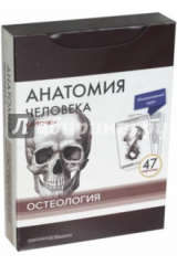 книга Анатомия человека. Остеология (47 карточек)