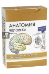 книга Анатомия человека. Центральная нервная система. КАРТОЧКИ (34 шт)