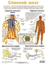 Книга Спинной мозг. Пищеварительная система на ReadRate.com книга Спинной мозг. Пищеварительная система