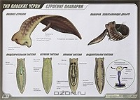 Книга Тип Плоские черви. Строение планарии. Плакат на ReadRate.com книга Тип Плоские черви. Строение планарии. Плакат
