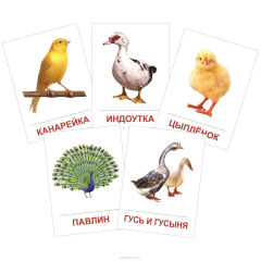 Книга Дем. картинки СУПЕР Птицы домашние и декоративные.16 раздаточных карточек с текстом(63х87мм) на ReadRate.com книга Дем. картинки СУПЕР Птицы домашние и декоративные.16 раздаточных карточек с текстом(63х87мм)