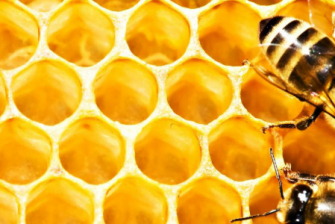 Лучшие книги по пчеловодству